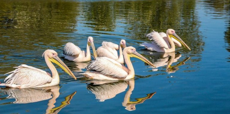 ghid turistic coloniile de pelicani din Delta Dunării