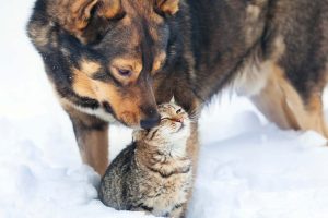 Cum să ți pregătești animalul pentru sezonul rece și cel cald