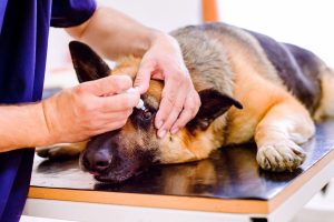 Sănătatea ochilor și urechilor la animale