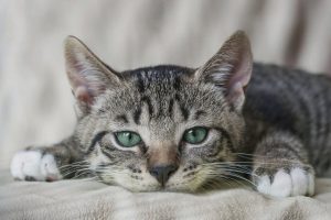 Semne de boală la animale