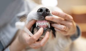 Sfaturi pentru igiena orală a animalelor