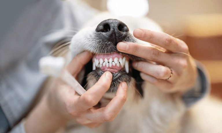 Sfaturi pentru igiena orală a animalelor