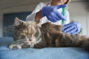 Vaccinările de bază pentru câini și pisici