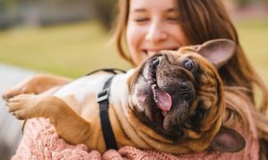 animalul de companie potrivit